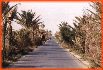 Palm Drive Guardamar